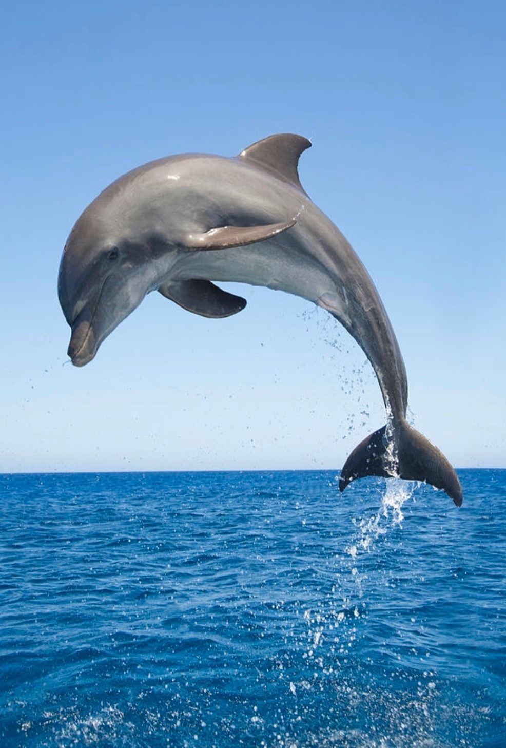 cute dolphin wallpapers 0042