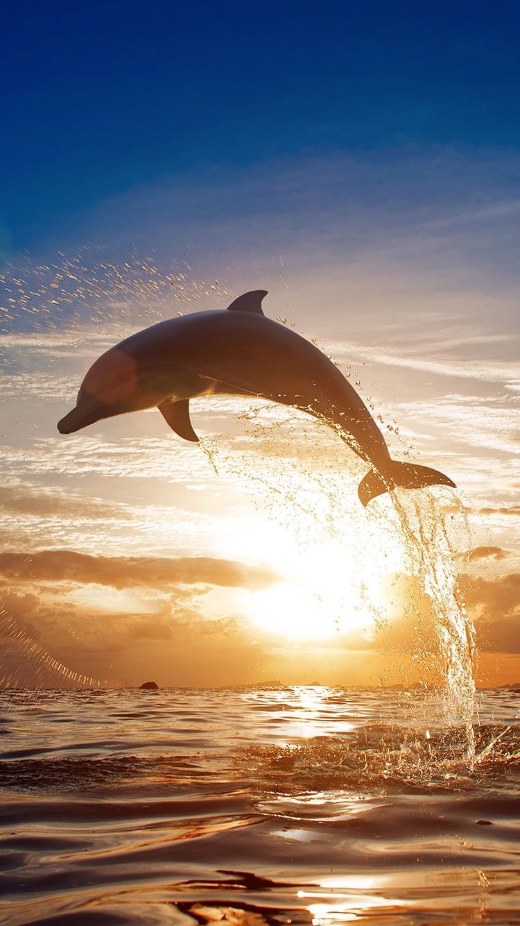 cute dolphin wallpapers 0043