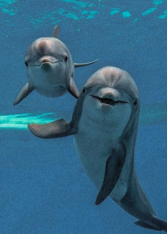 cute dolphin wallpapers 0047