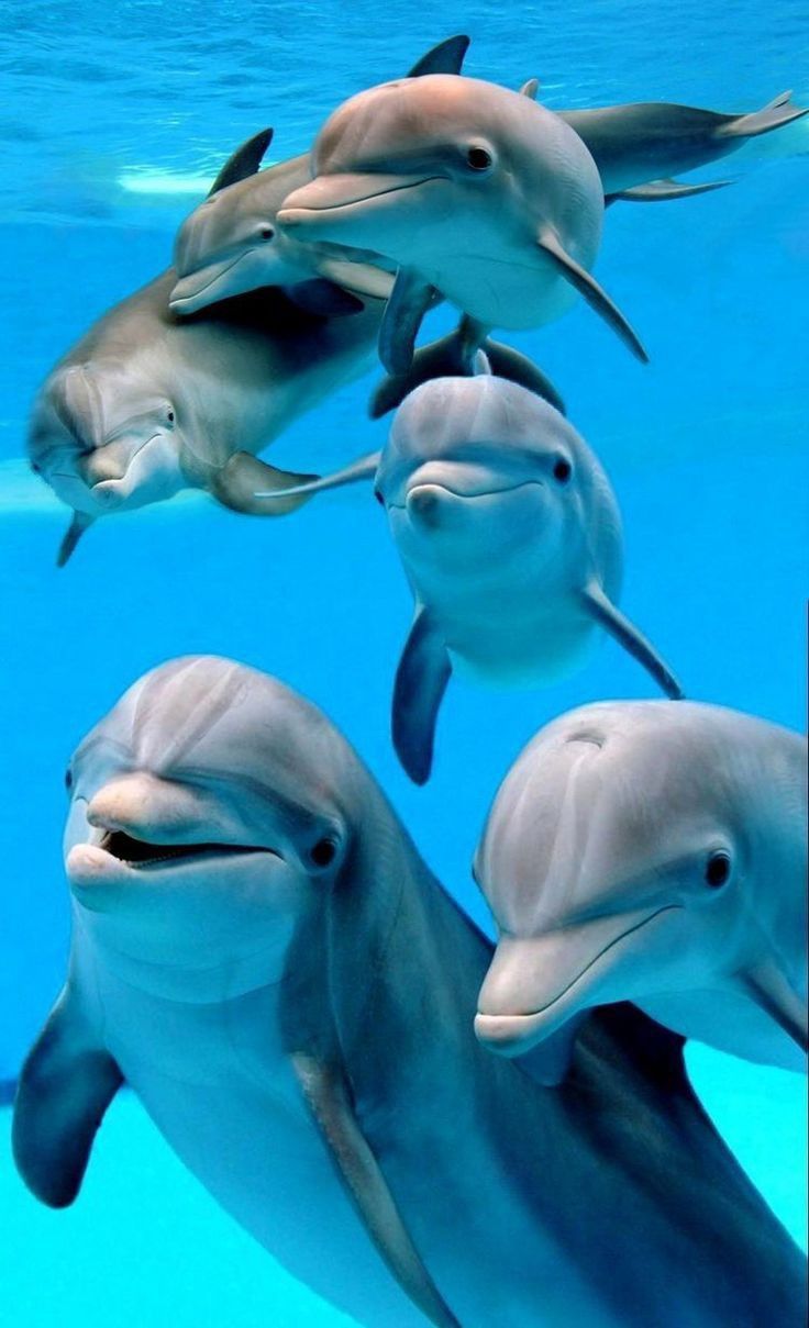 cute dolphin wallpapers 0049