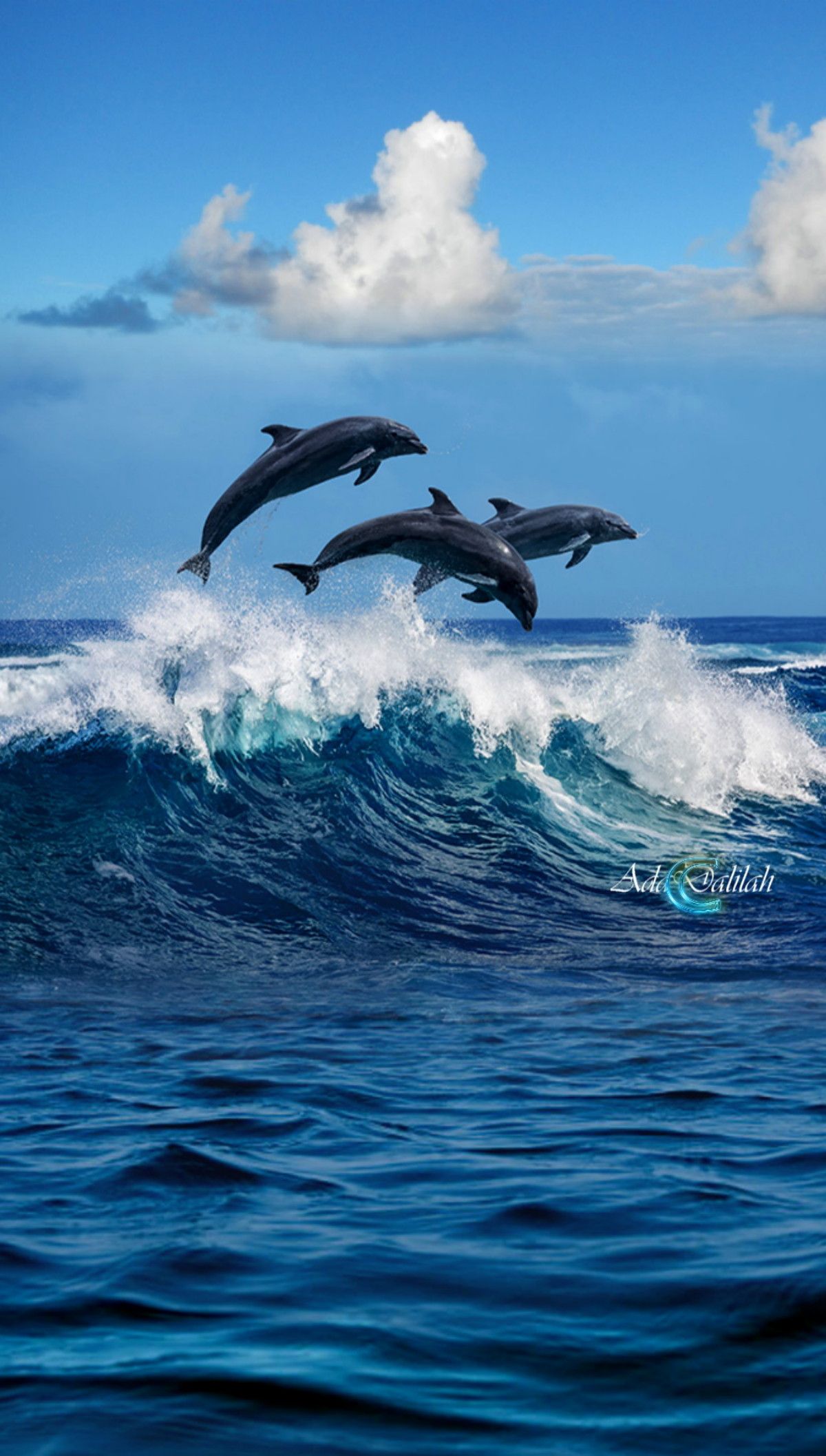 cute dolphin wallpapers 0057