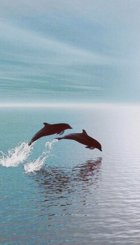 cute dolphin wallpapers 0058