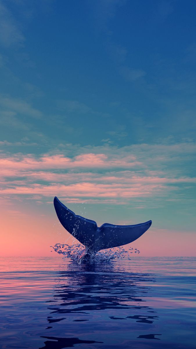 cute dolphin wallpapers 0073