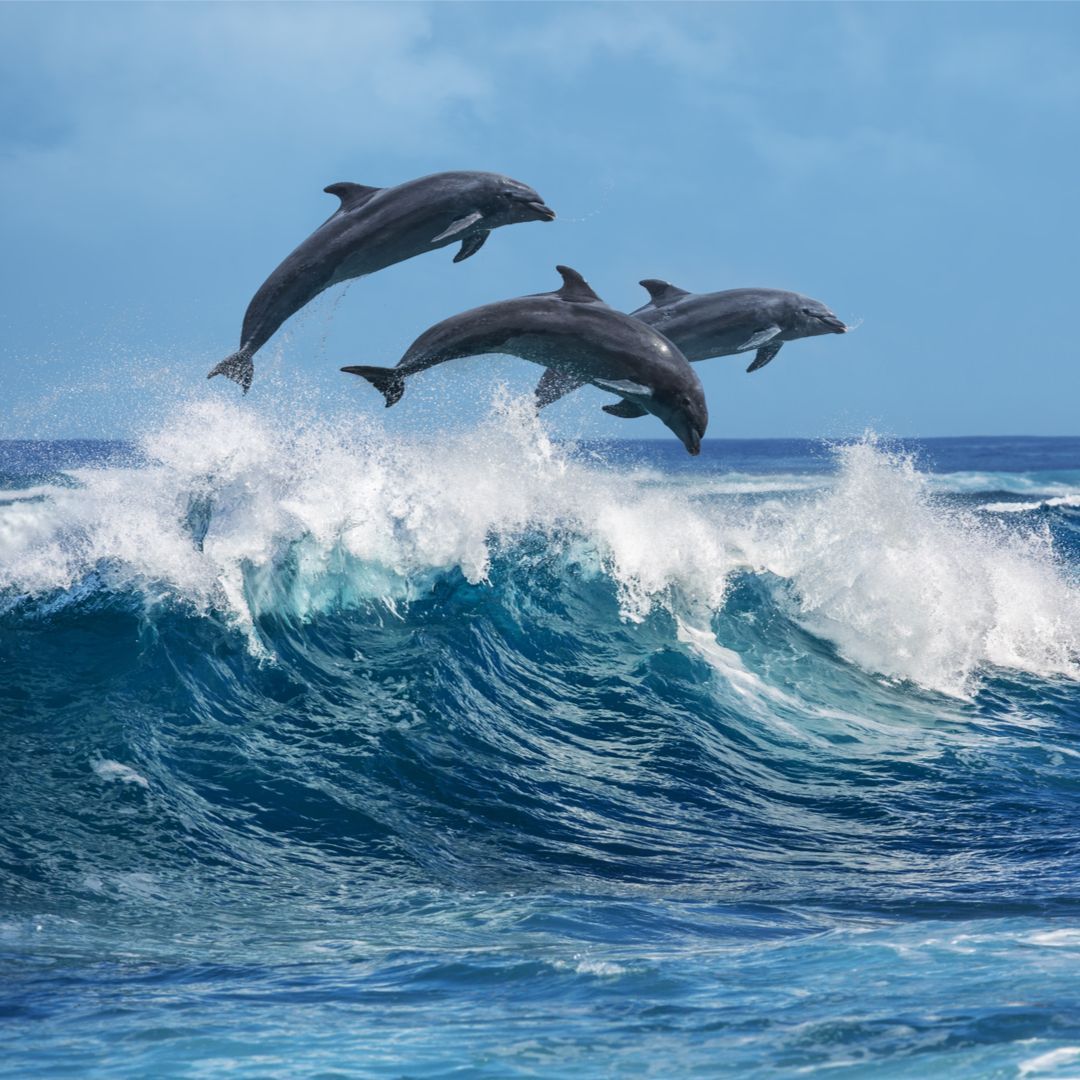 cute dolphin wallpapers 0085