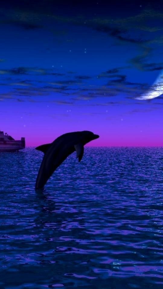 cute dolphin wallpapers 0088