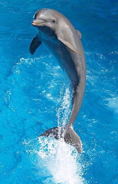 cute dolphin wallpapers 0093