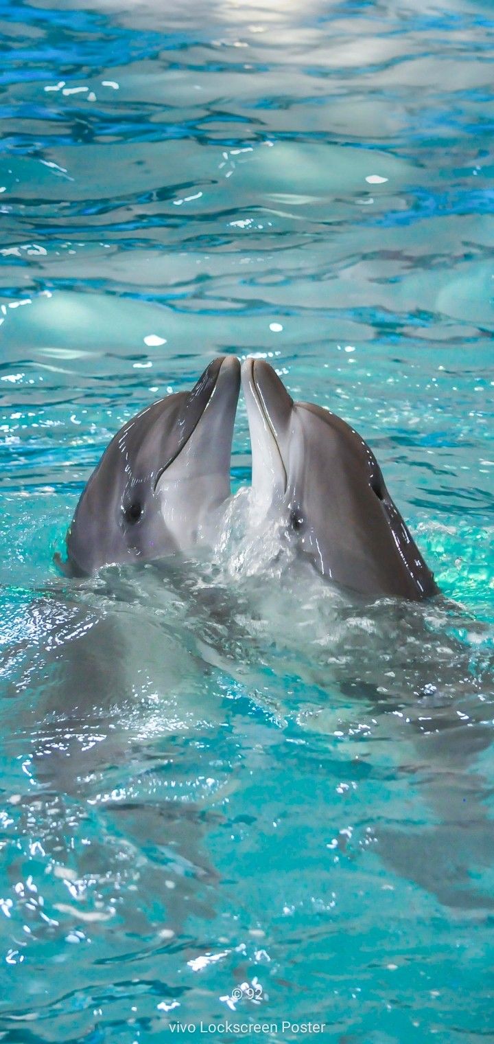 cute dolphin wallpapers 0095