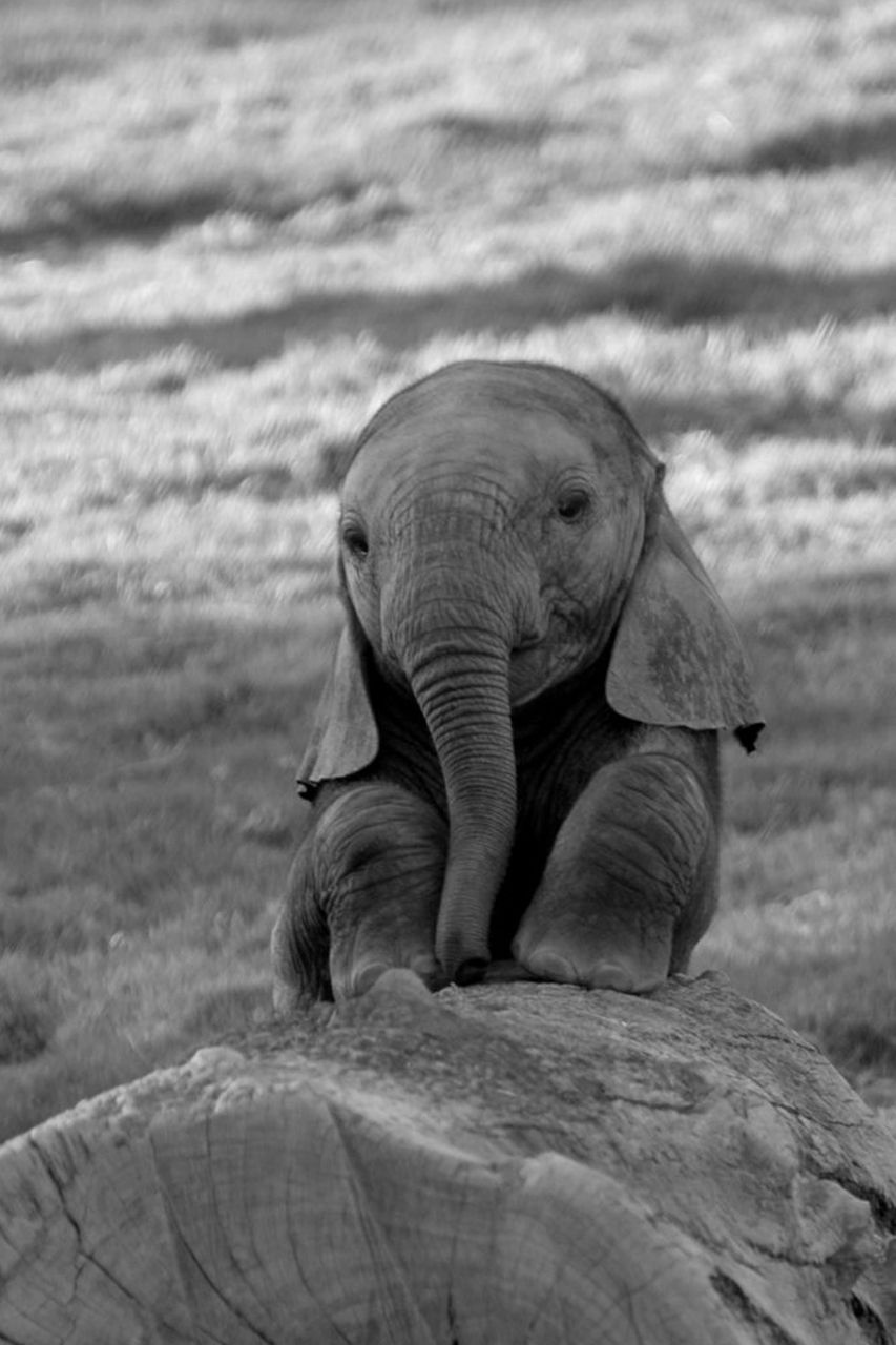 cute elephant wallpapers 0027