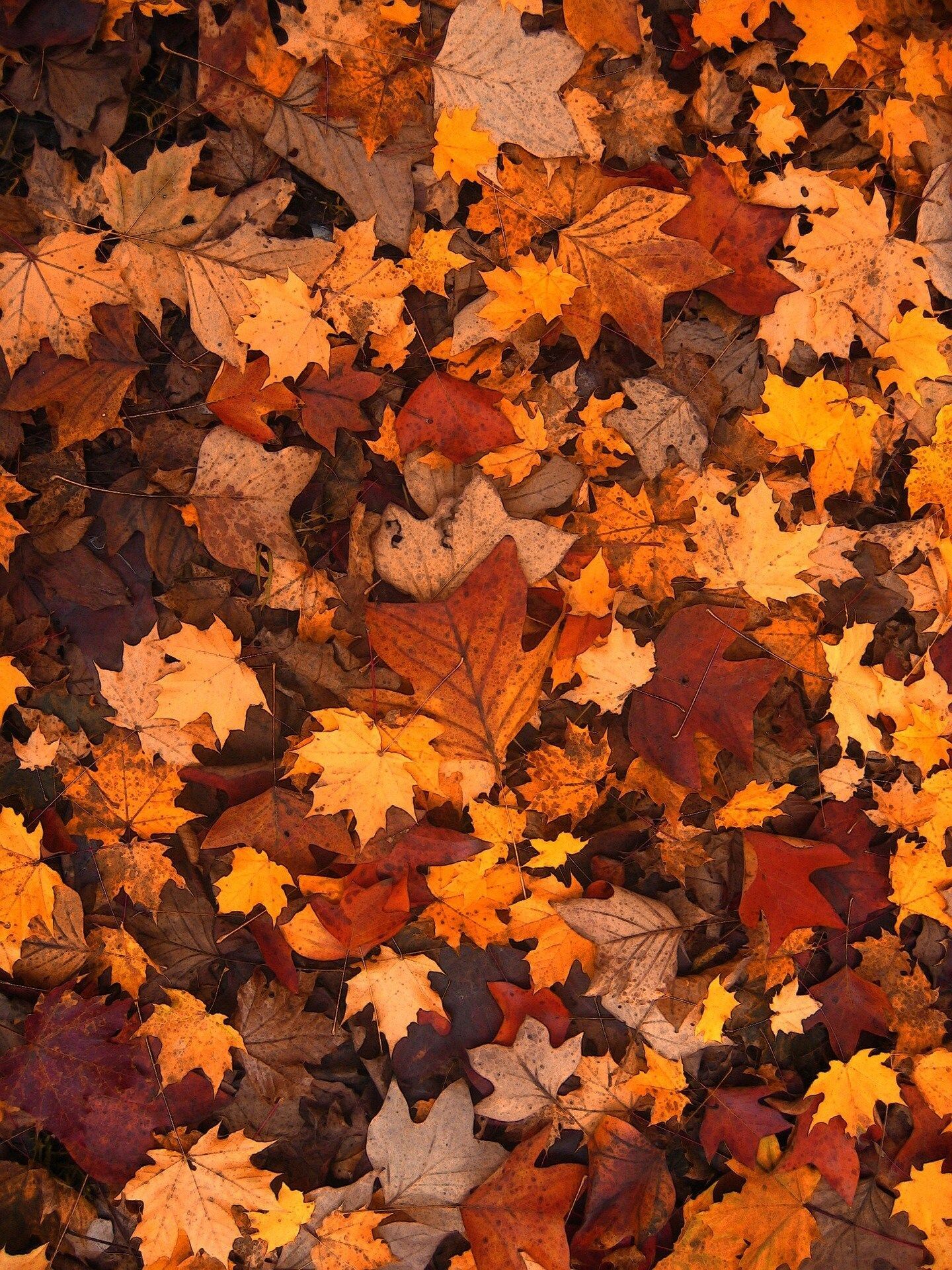 cute fall-themed wallpapers