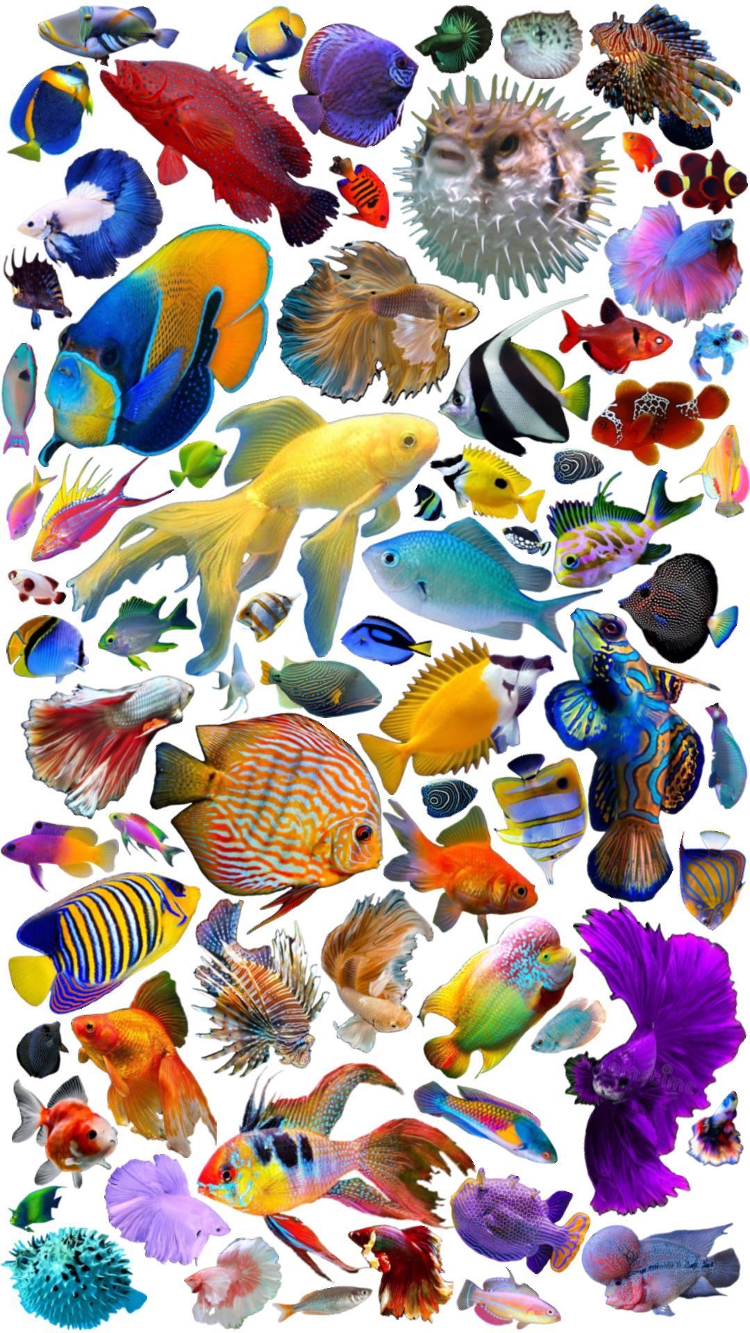 cute fish wallpapers 0019