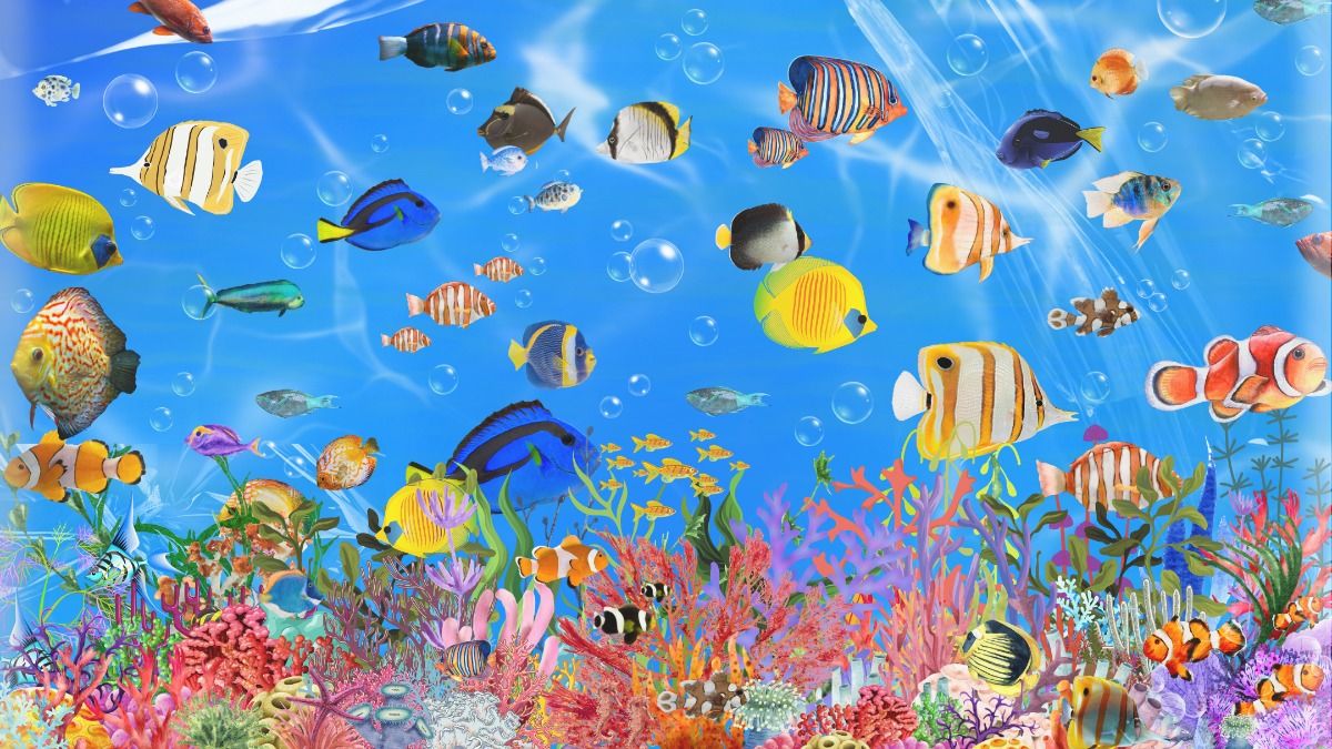 cute fish wallpapers 0024