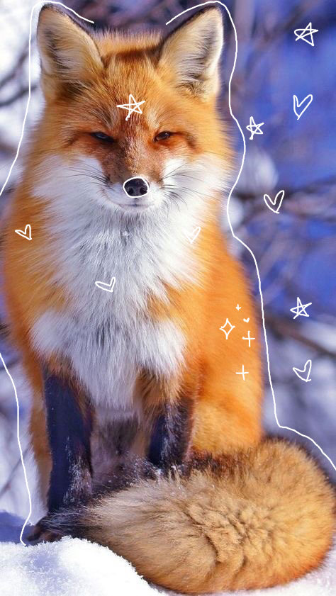 cute fox wallpapers for teens.