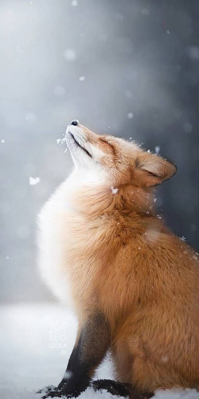 cute fox wallpapers 0036