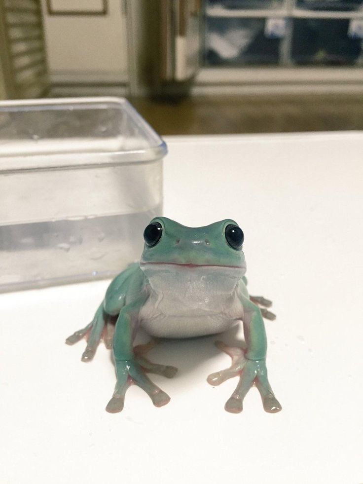 cute frog wallpapers 0092