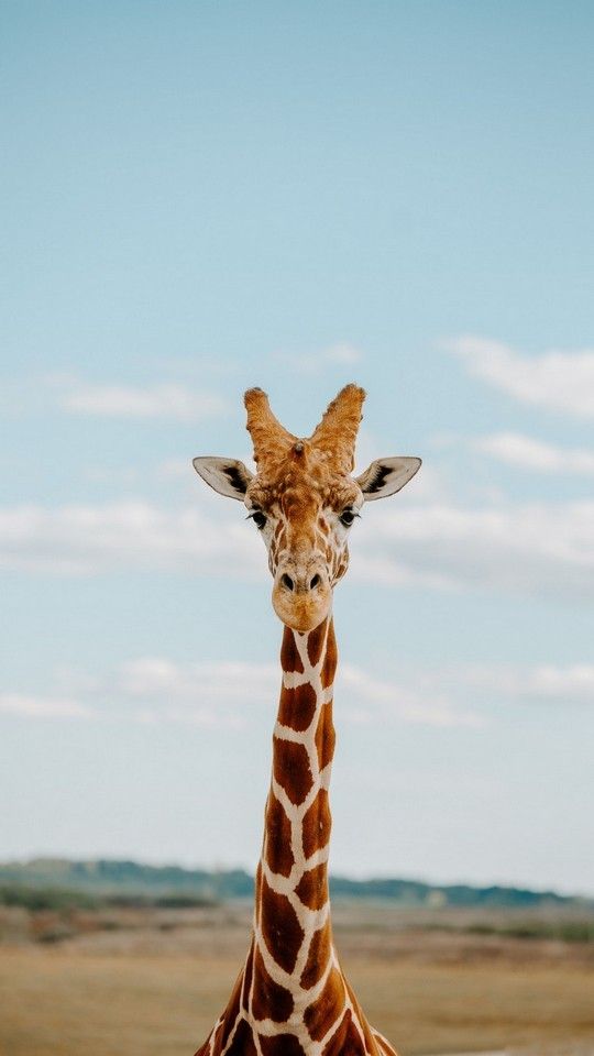 cute giraffe wallpapers 0022