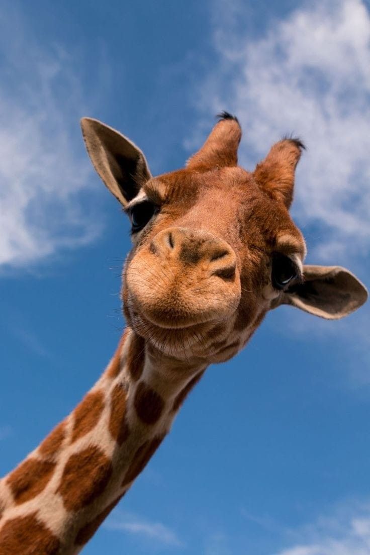 cute giraffe wallpapers 0025