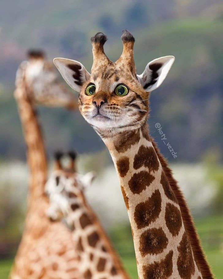 cute giraffe wallpapers 0034