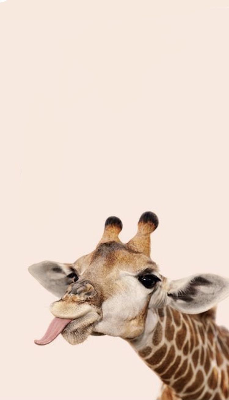 cute giraffe wallpapers 0036