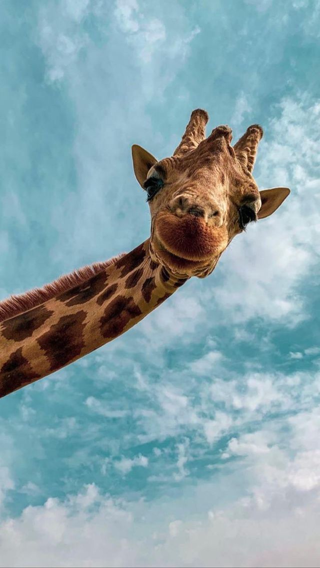 cute giraffe wallpapers 0041