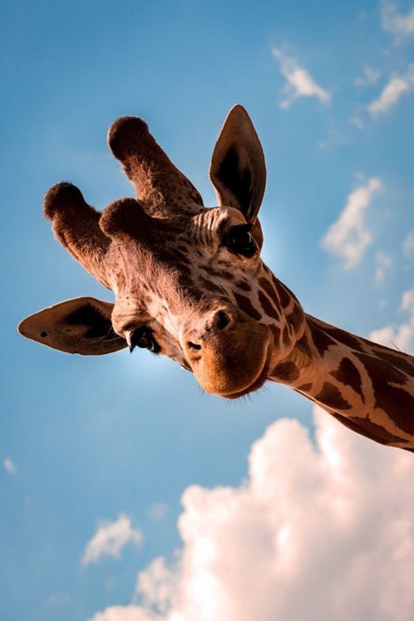 cute giraffe wallpapers 0063