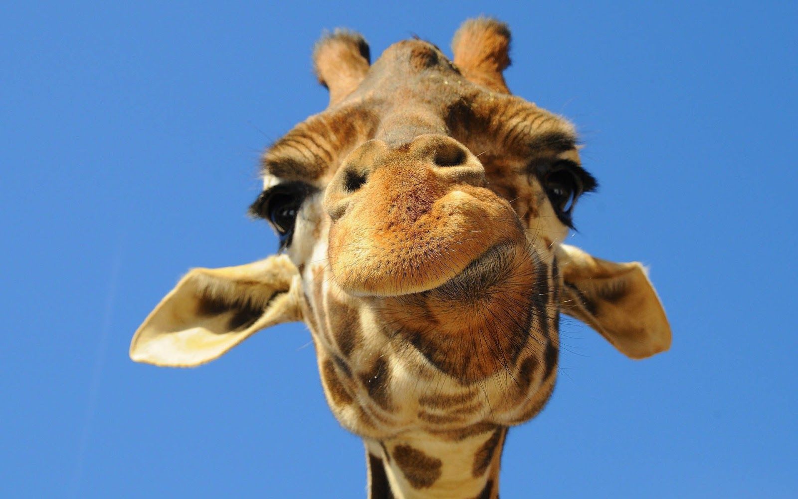 cute giraffe wallpapers 0074