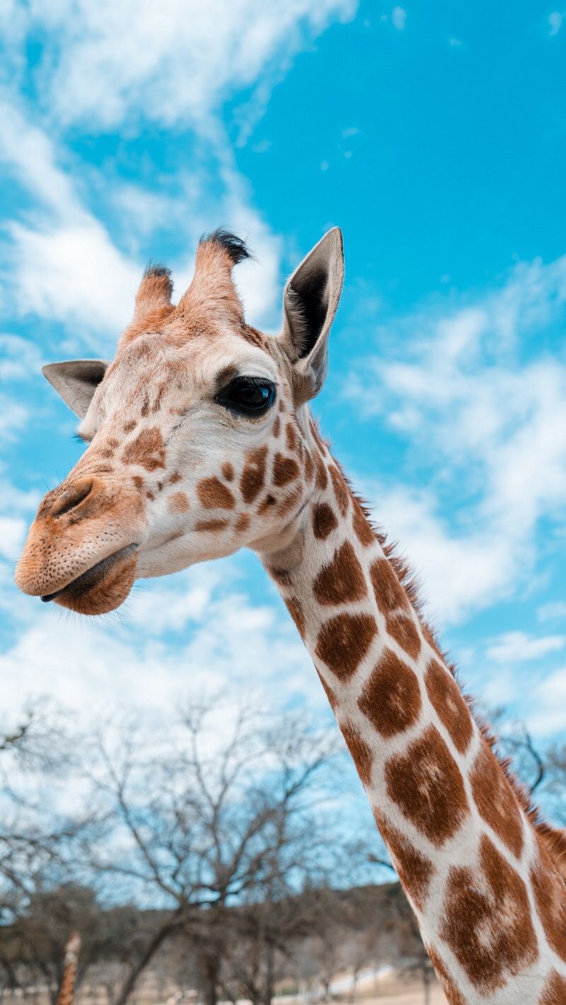 cute giraffe wallpapers 0077