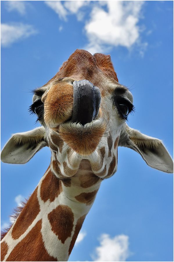 cute giraffe wallpapers 0096