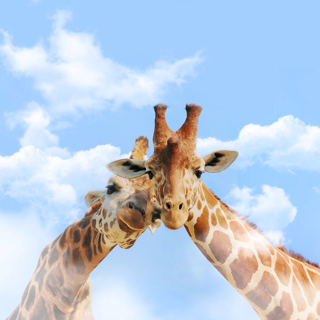 cute giraffe wallpapers 0099