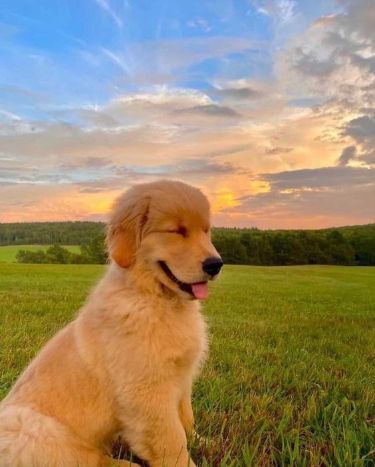 cute golden retriever phone wallpapers