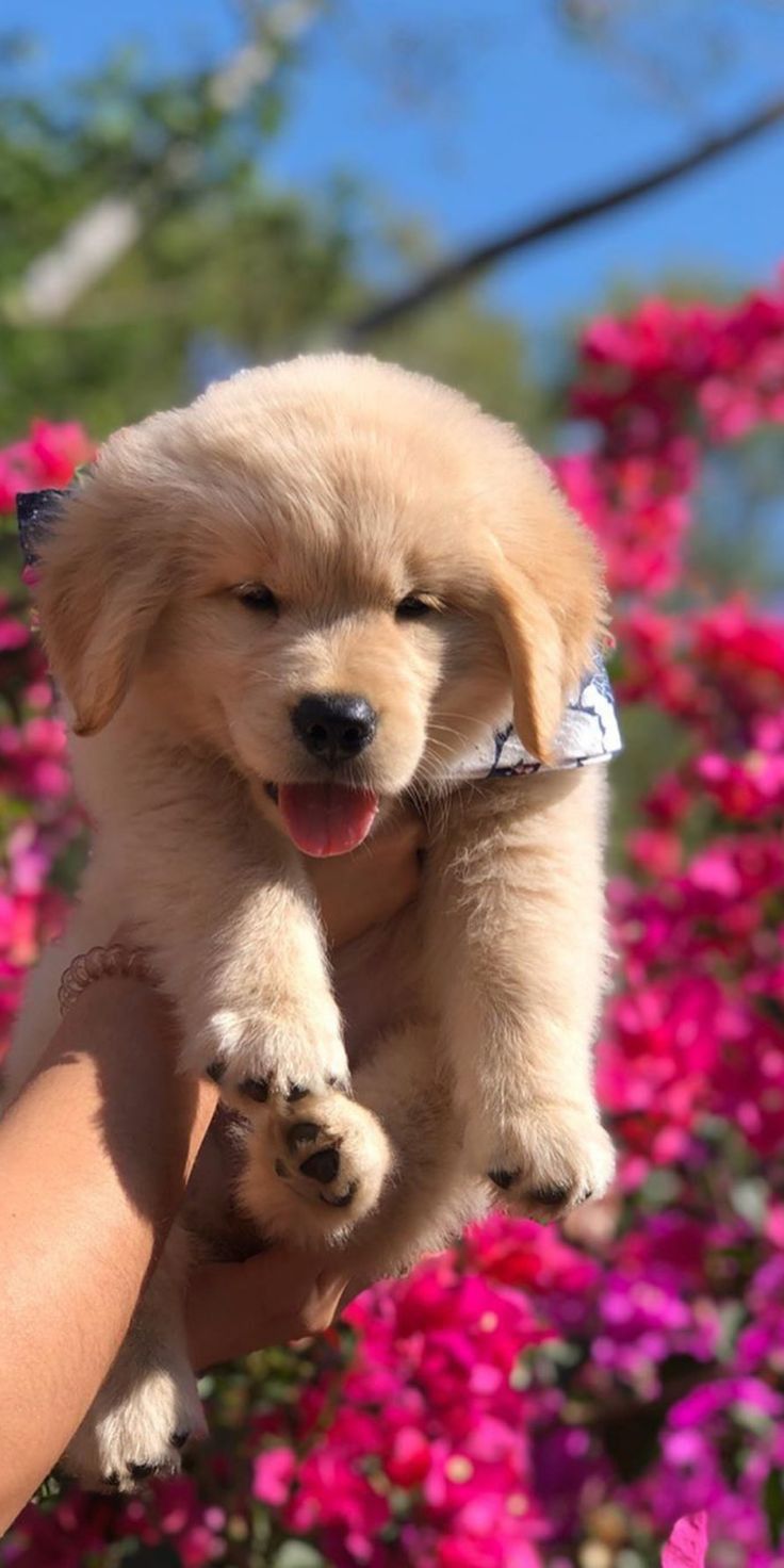 cute golden retriever wallpapers 0016