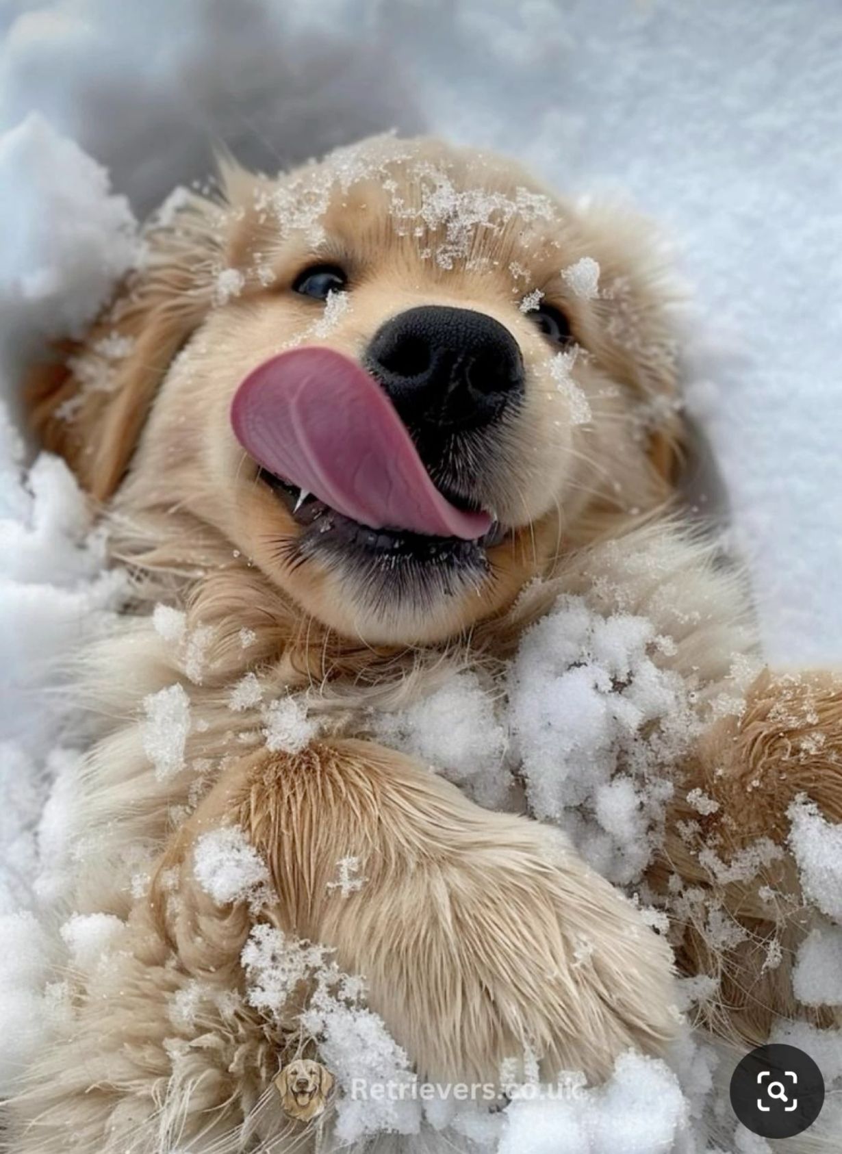 cute golden retriever wallpapers 0026