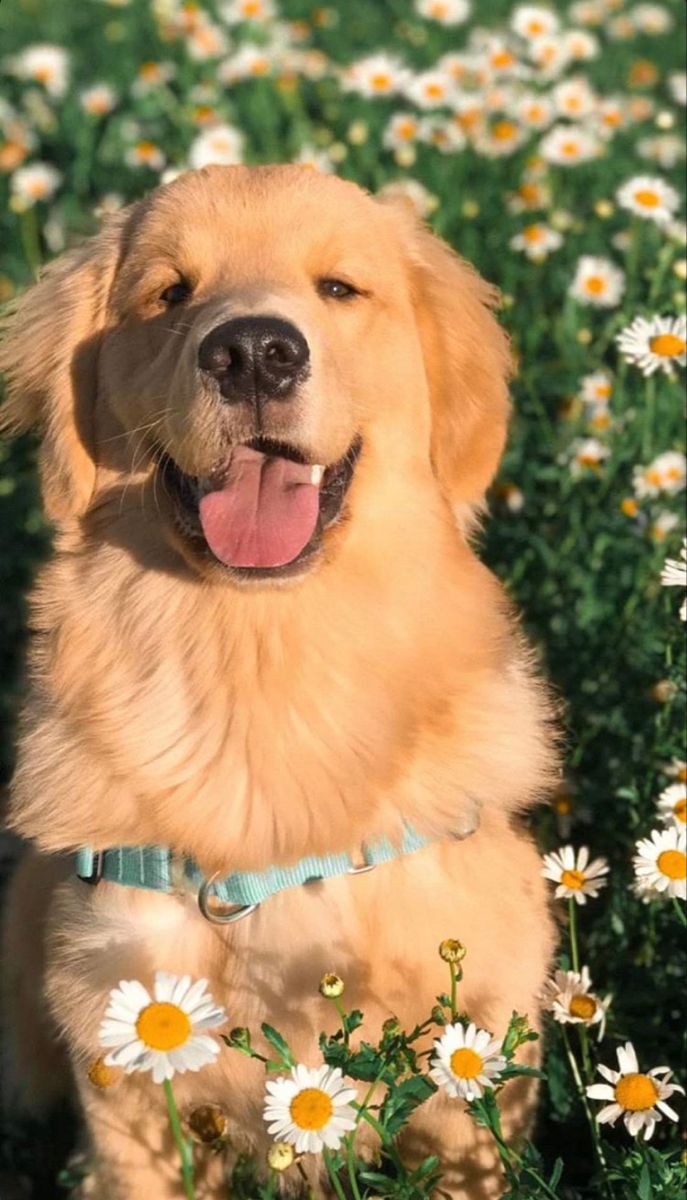 cute golden retriever wallpapers 0031