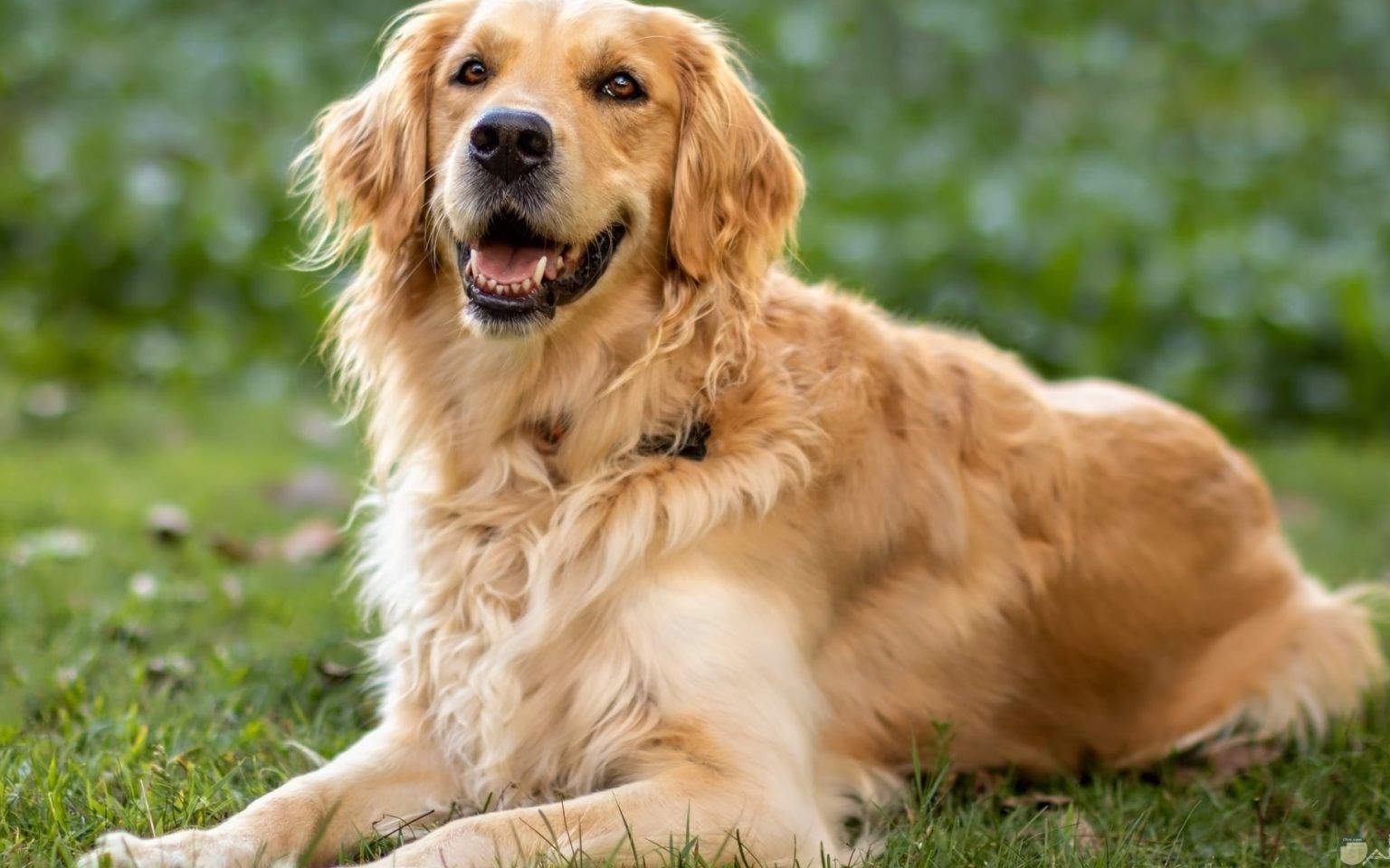 cute golden retriever wallpapers 0038