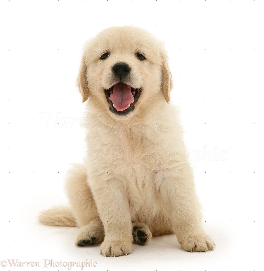 cute golden retriever wallpapers 0051