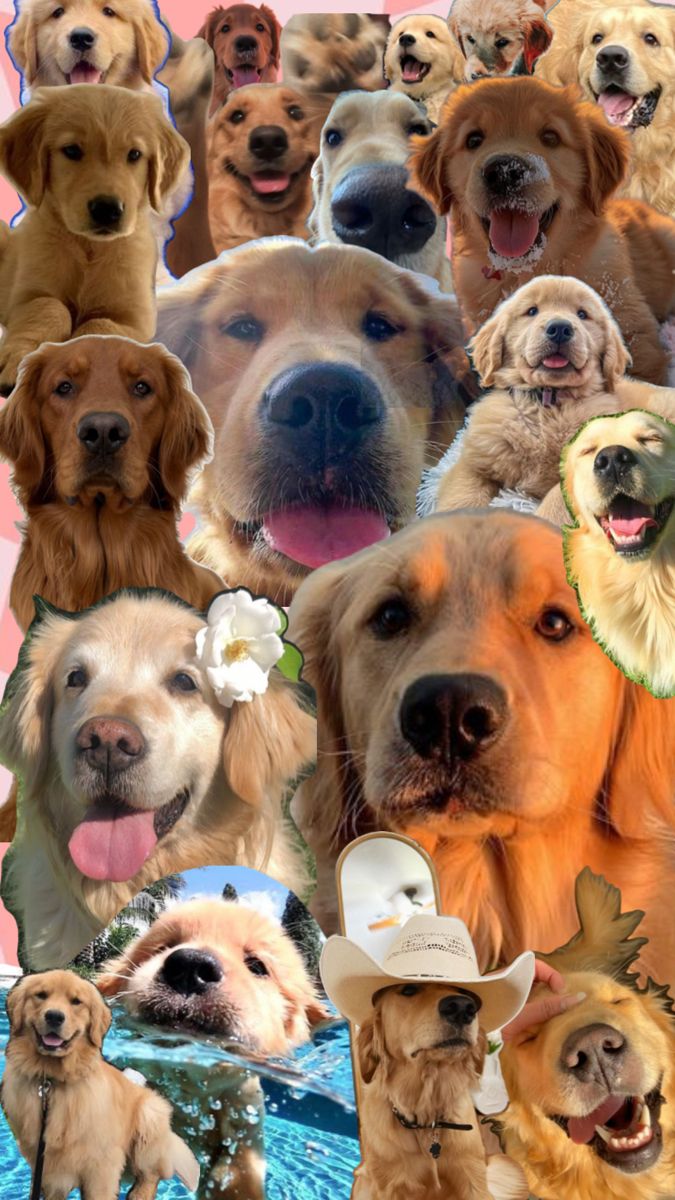 cute golden retriever wallpapers 0057