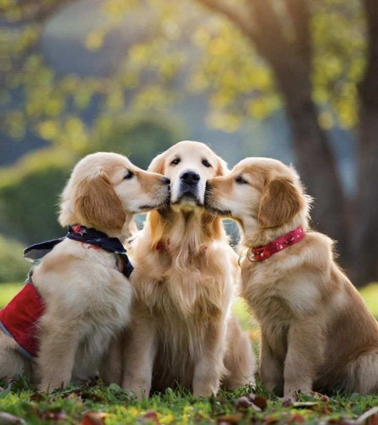 cute golden retriever wallpapers 0066