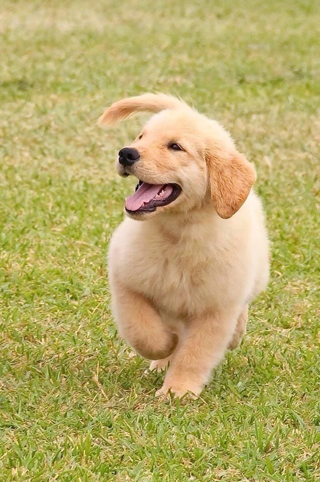 cute golden retriever wallpapers 0067