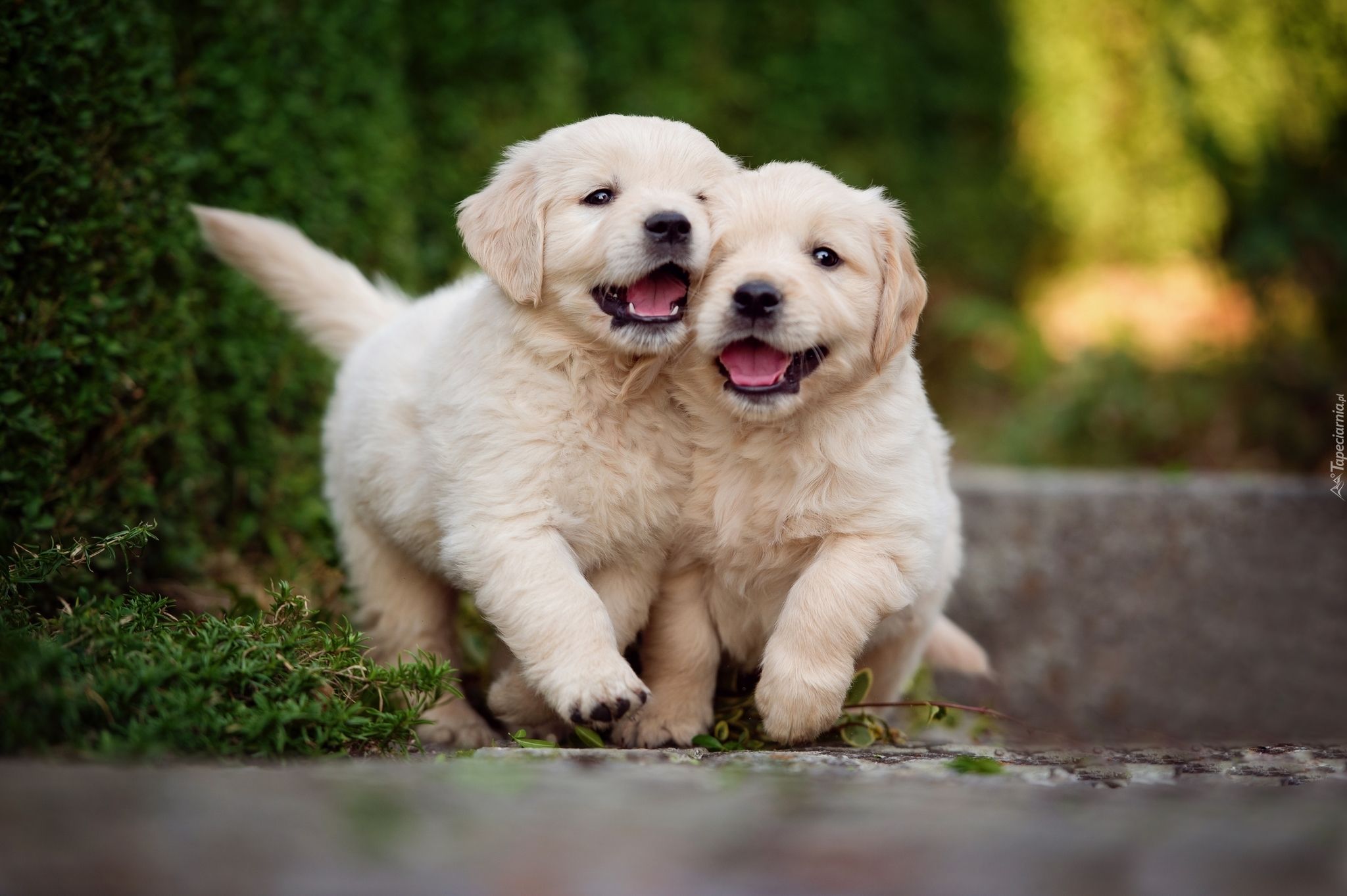 cute golden retriever wallpapers 0078