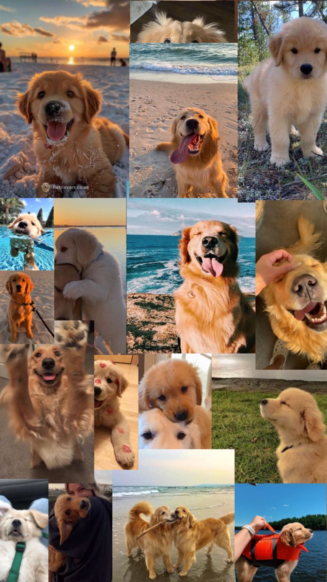 cute golden retriever wallpapers 0080