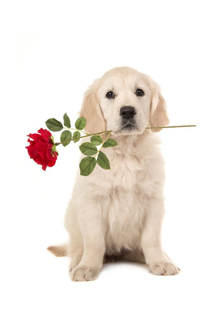 cute golden retriever wallpapers 0088