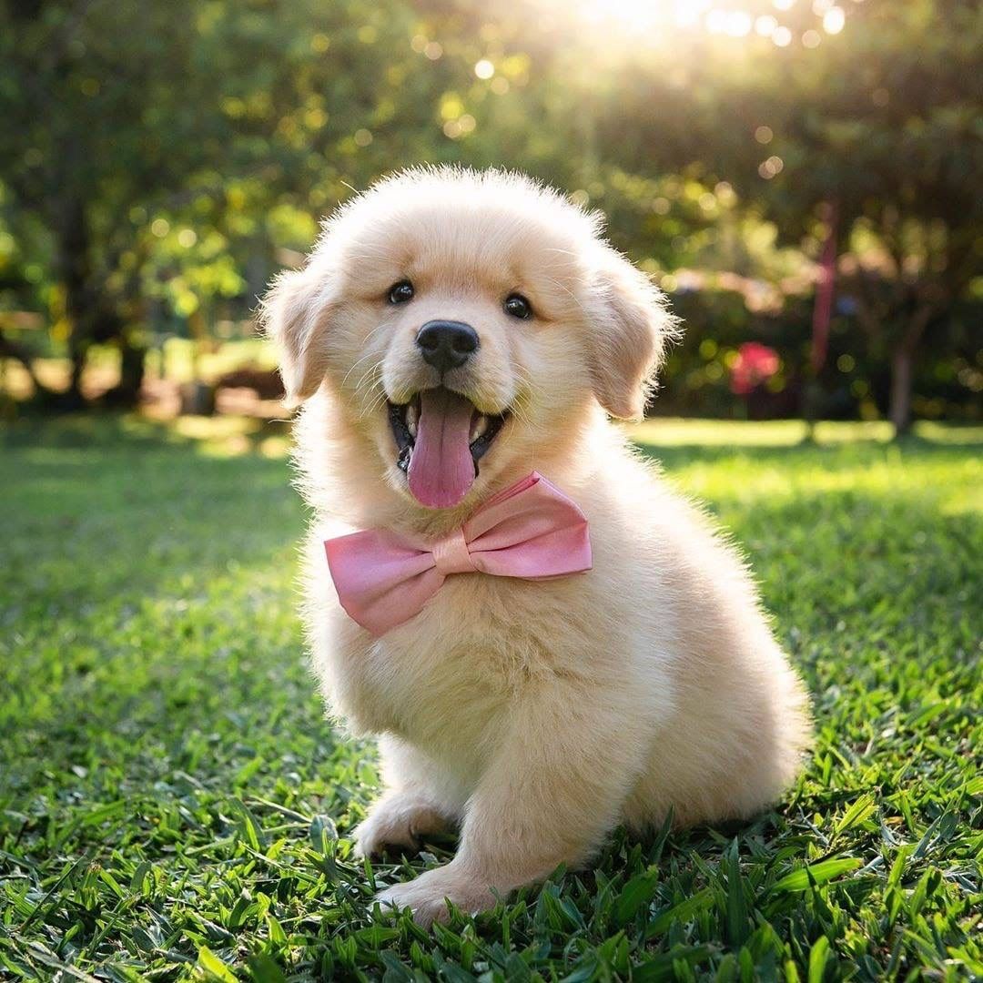 cute golden retriever wallpapers 0094