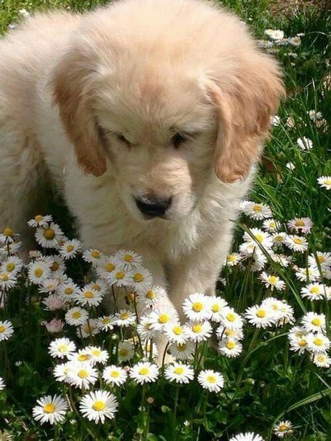 cute golden retriever wallpapers 0095