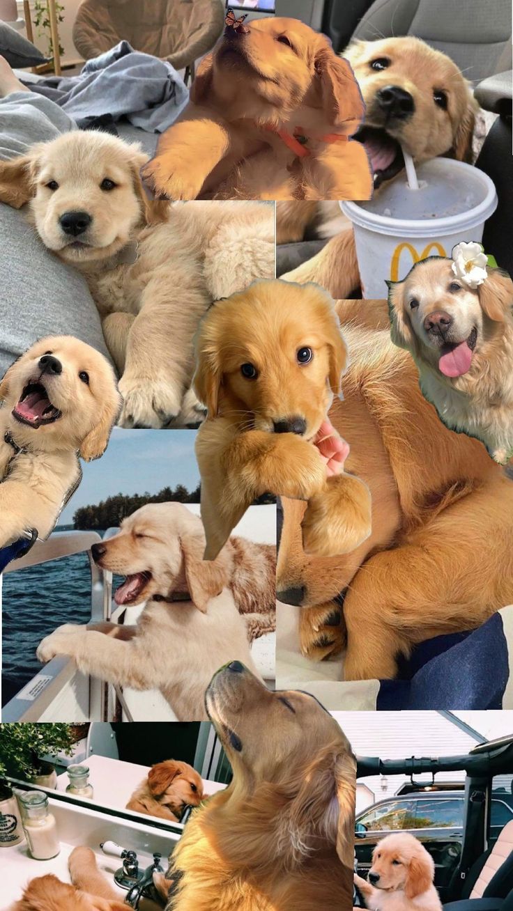 cute golden retriever wallpapers 0098