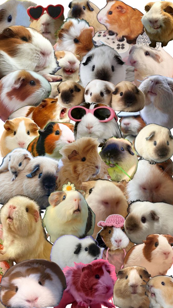 cute guinea pig wallpapers 0010