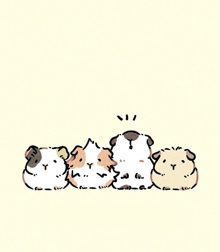 cute guinea pig wallpapers 0017