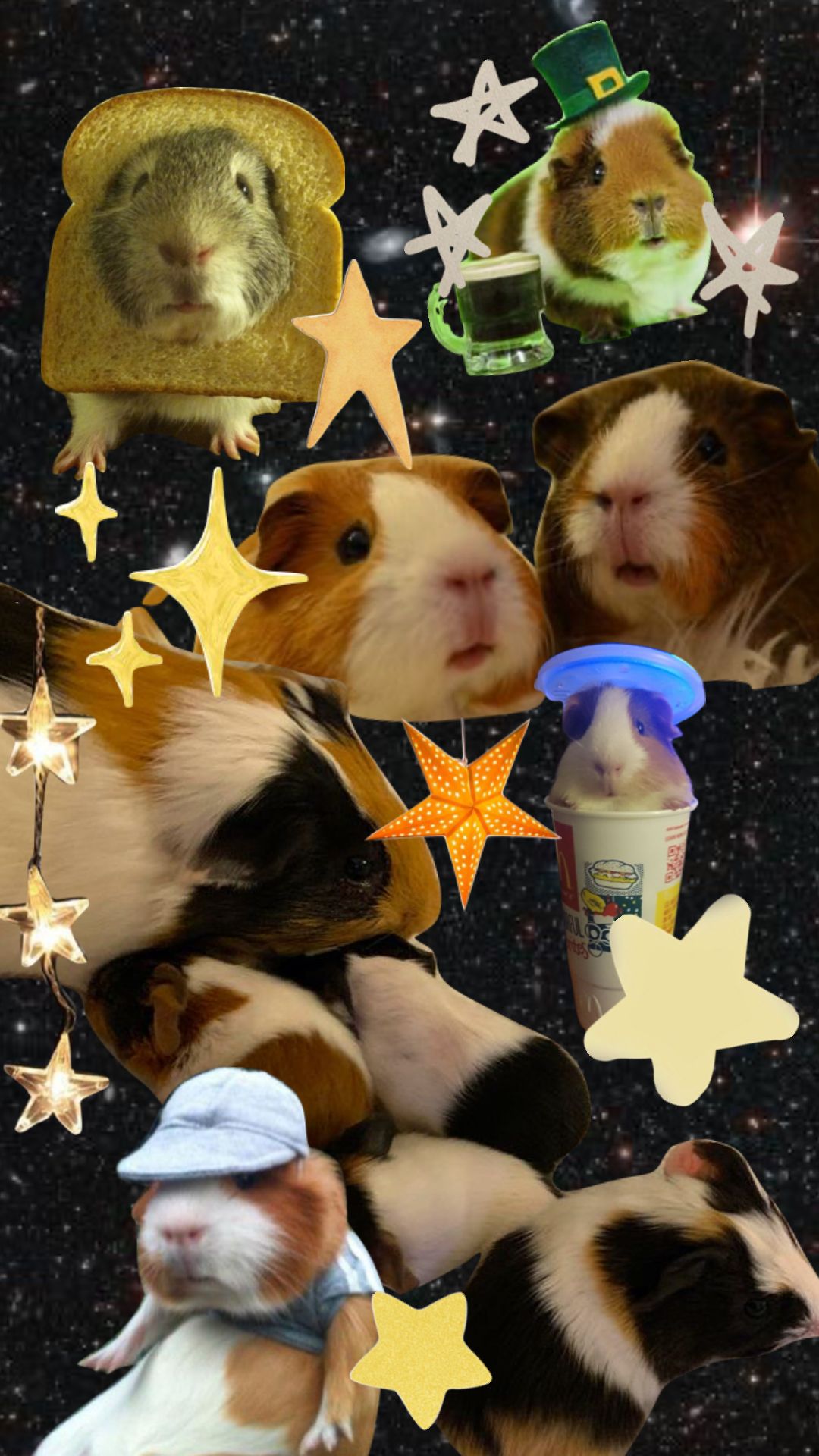 cute guinea pig wallpapers 0067