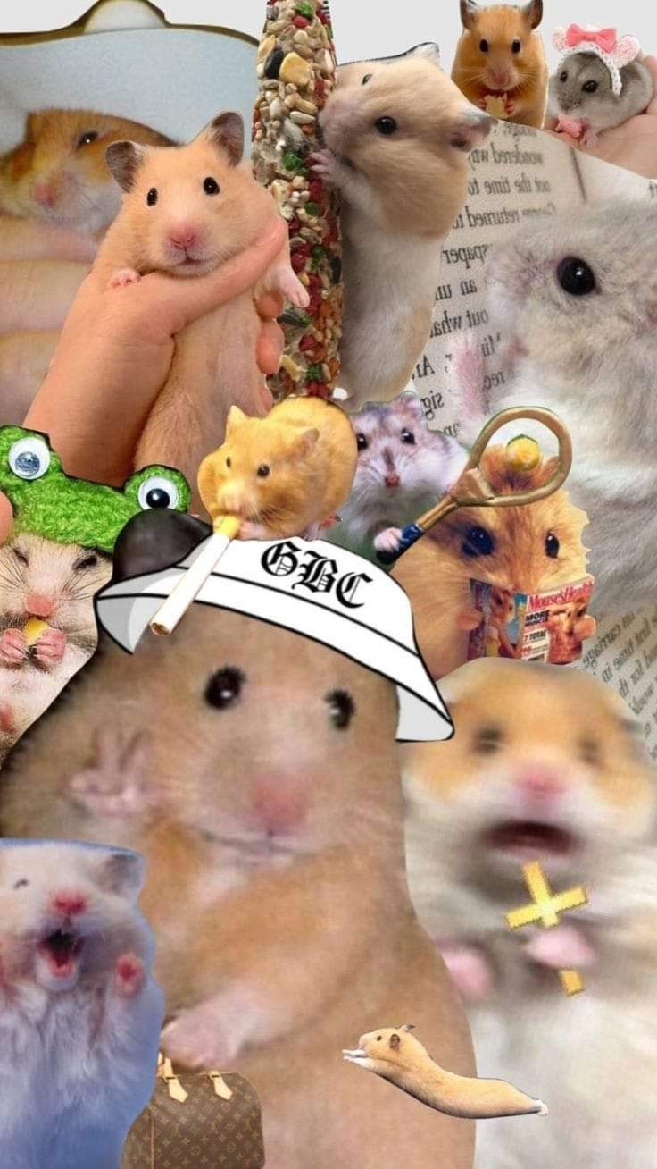 cute hamster wallpapers 0027