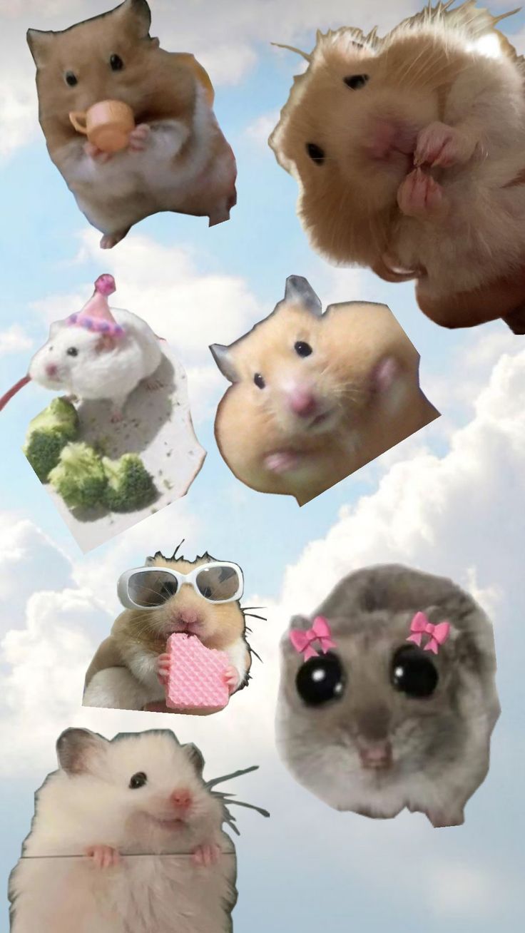 cute hamster wallpapers 0039