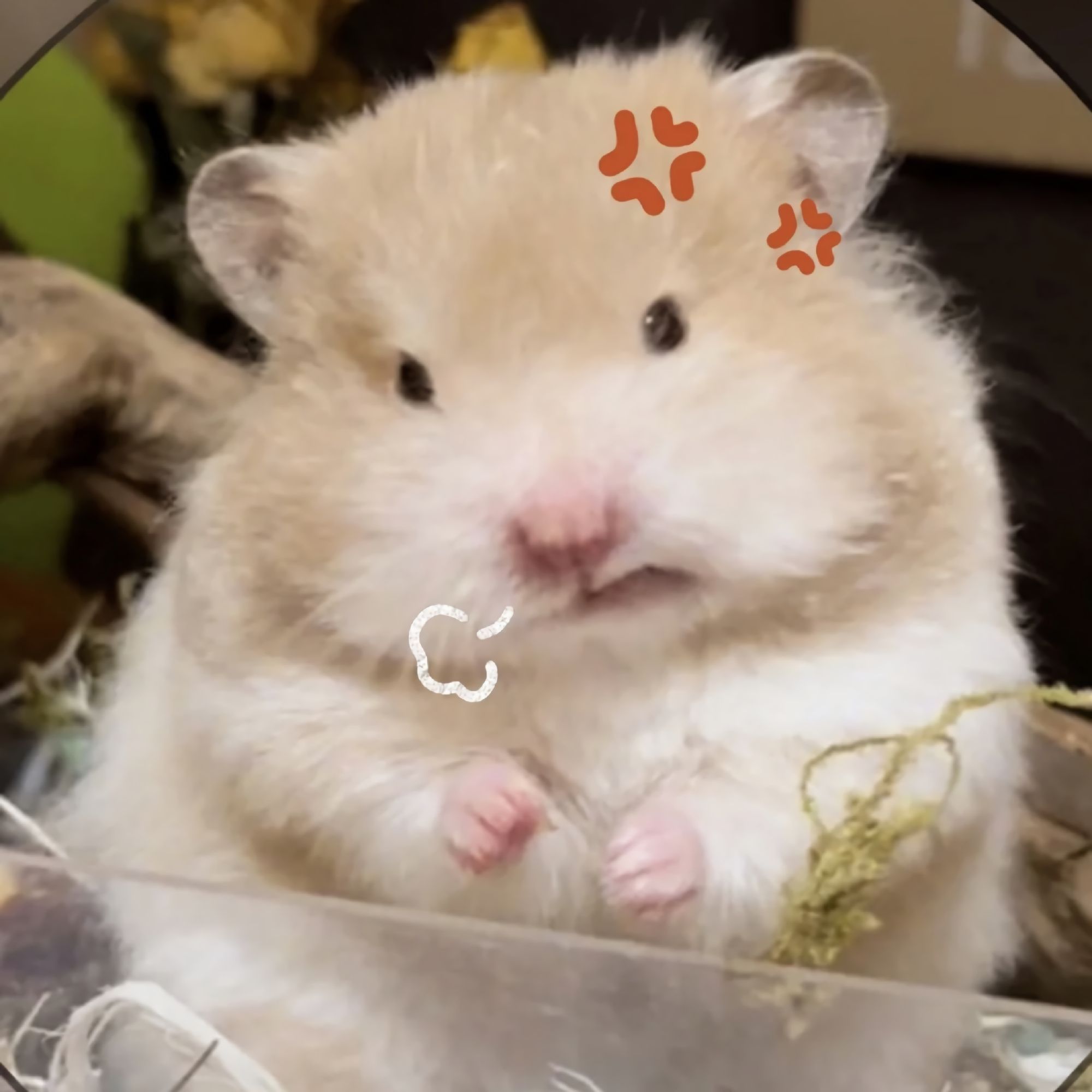 cute hamster wallpapers 0073