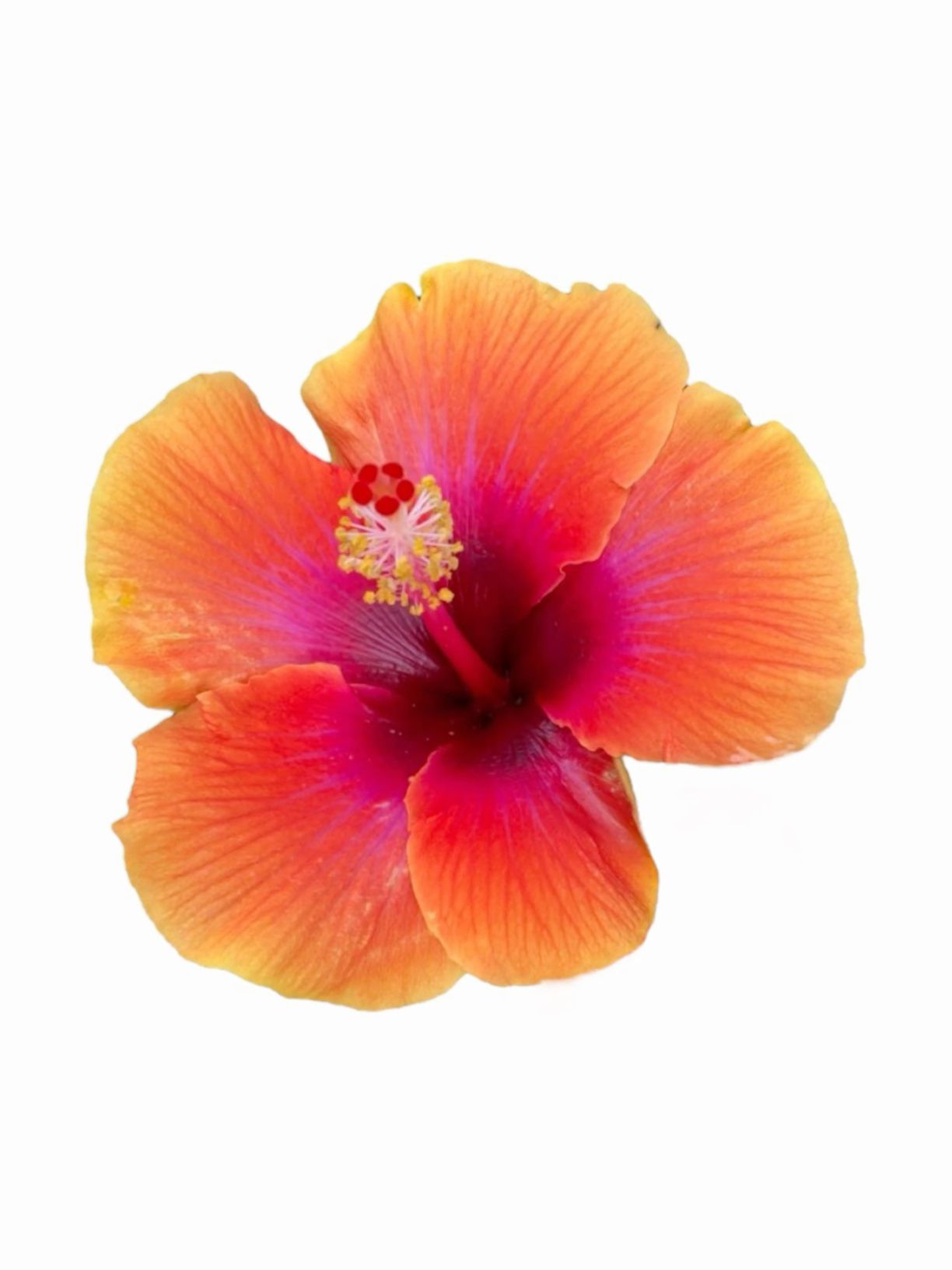 cute Hawaiian wallpapers 0047